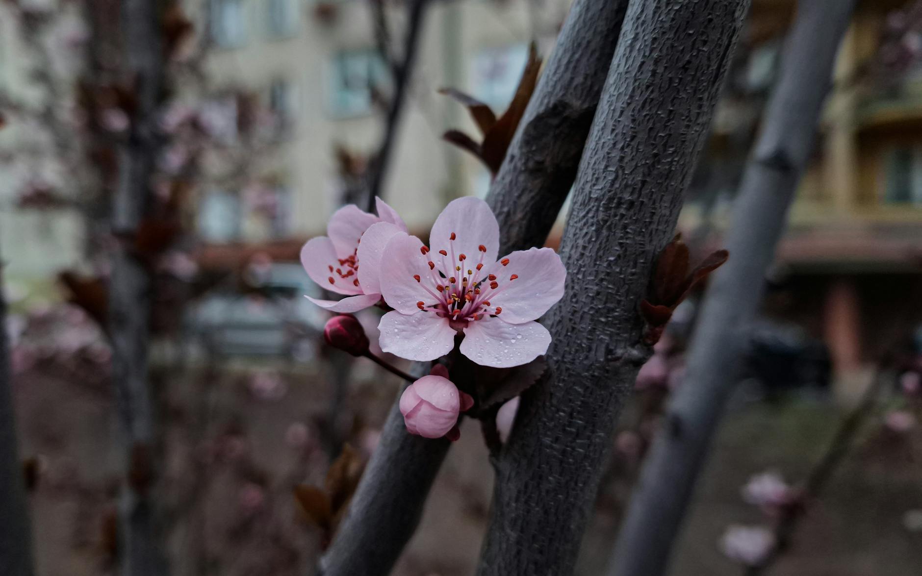 Widok na kwitnące drzewa wiśni i czereśni w Miasteczku Śląskim otoczone zielenią.
